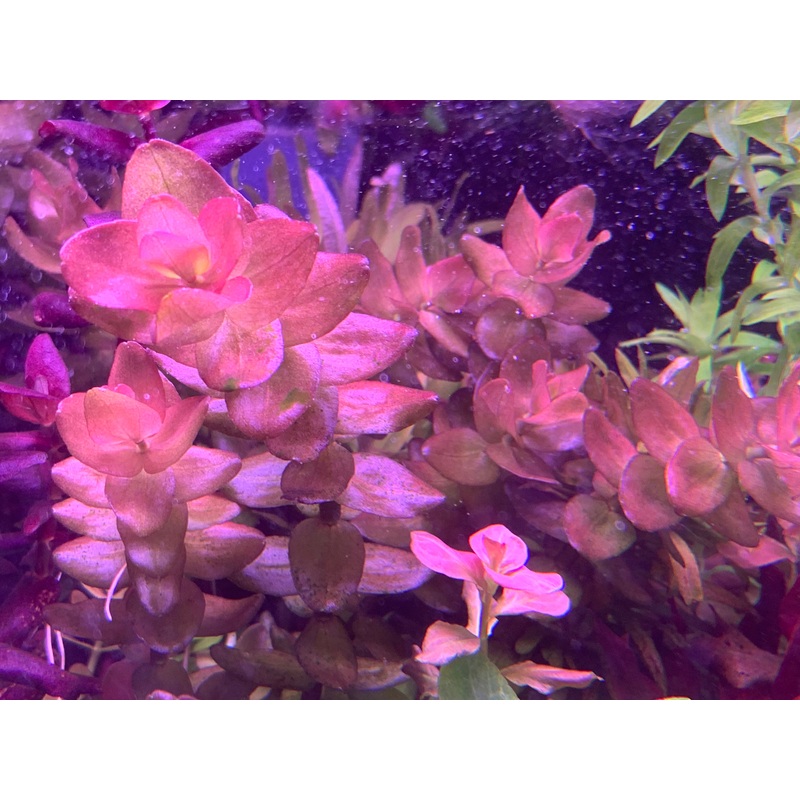 Bacopa Colorata