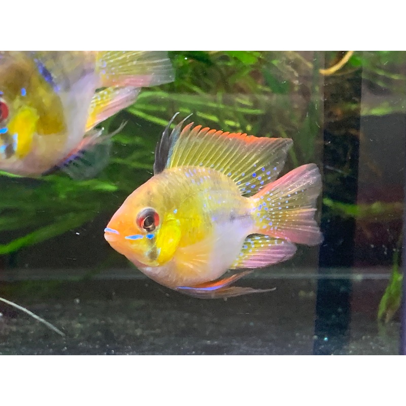 Balloon Holland Ram