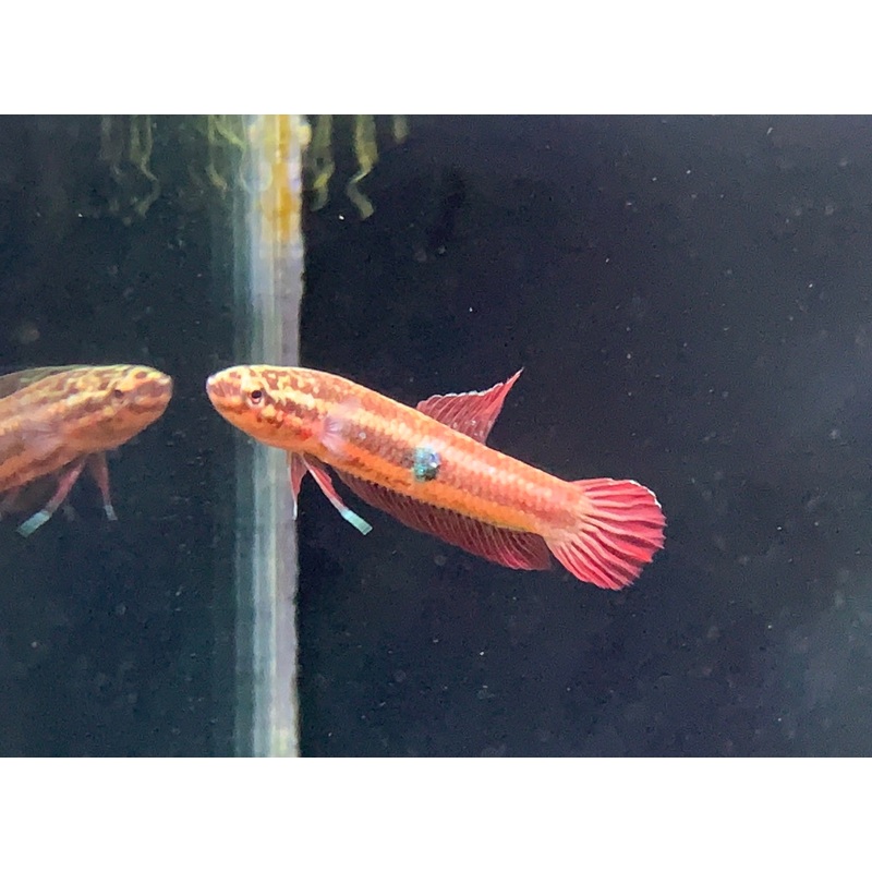 Betta Brownorum(Pair)