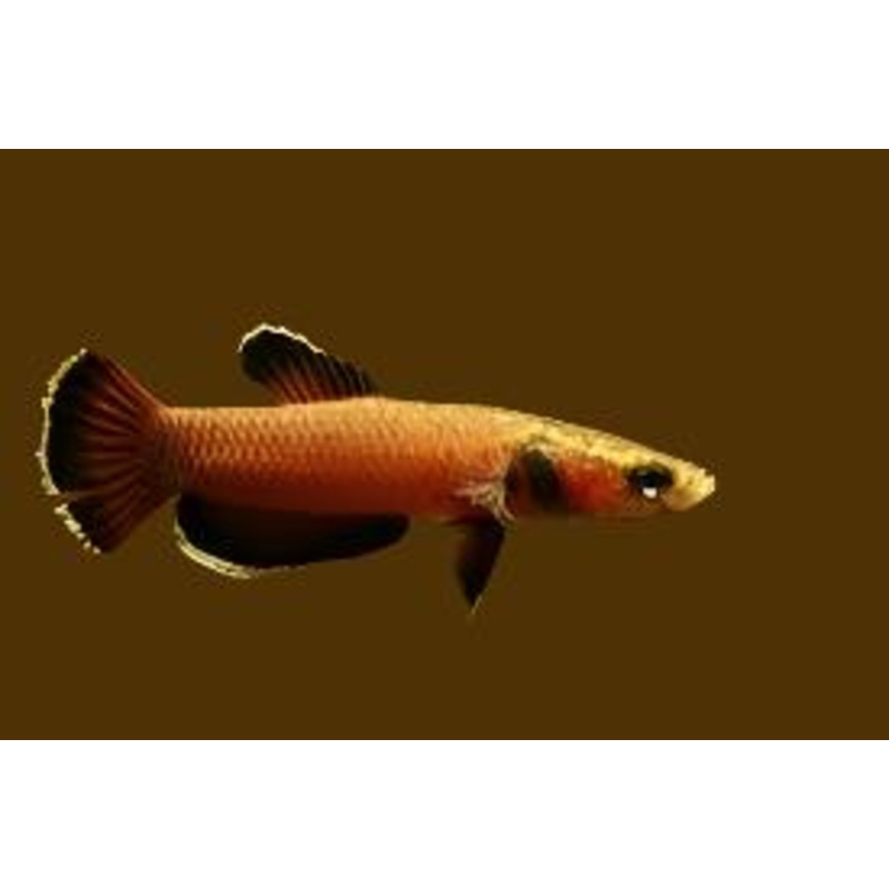 Betta Channoides