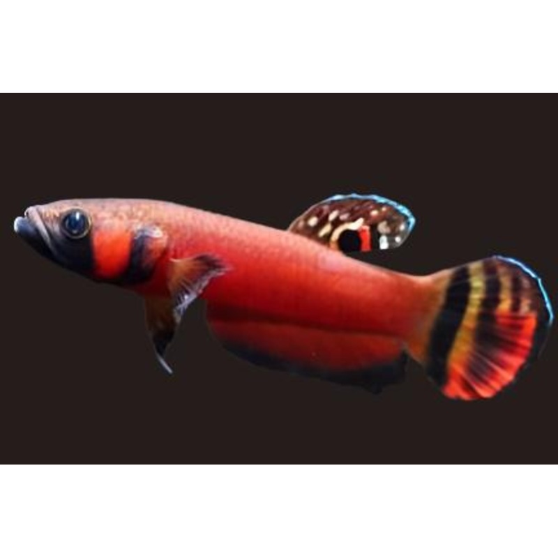 Betta Marcostomus