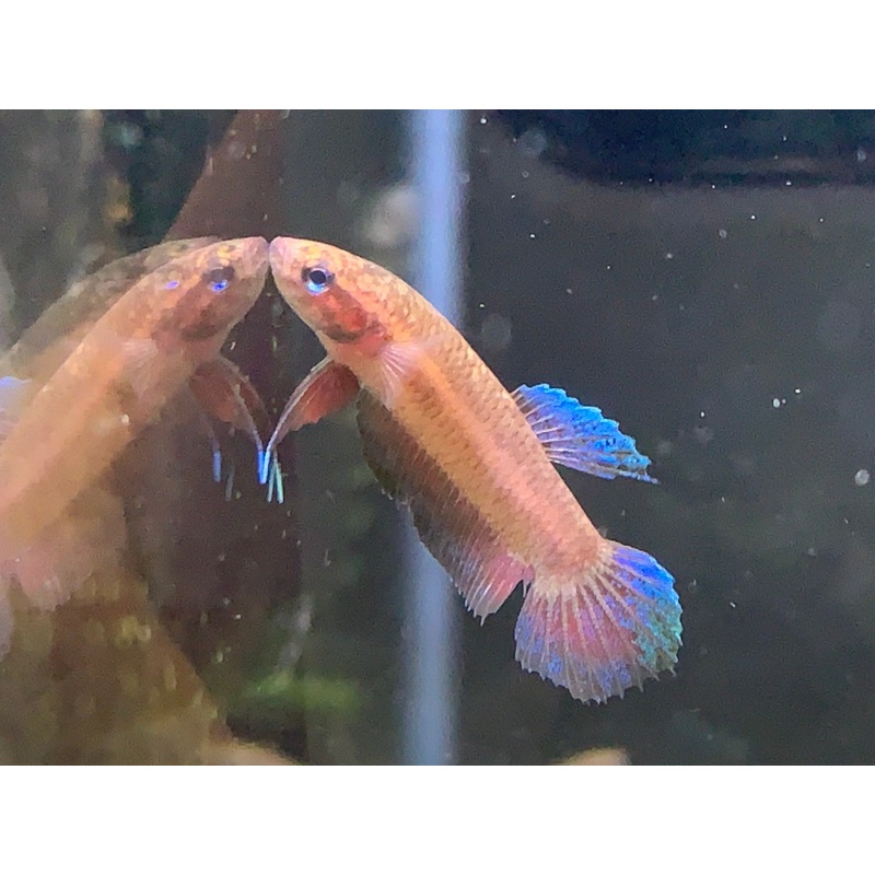 Betta Persephone