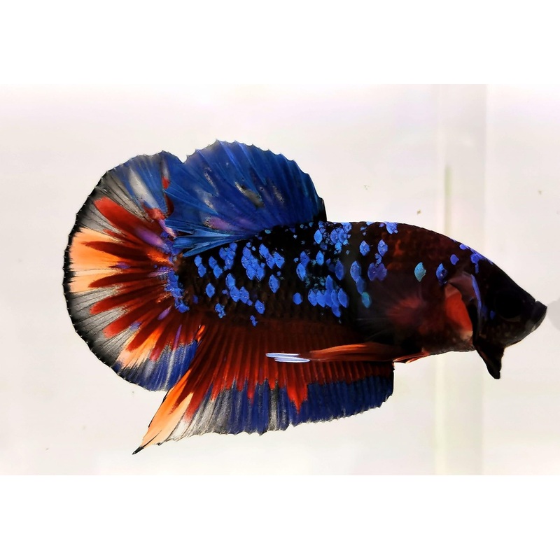 Black Avatar Betta