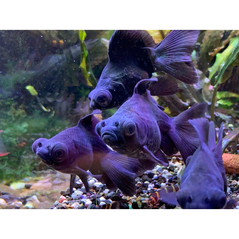 Black Butterfly Goldfish
