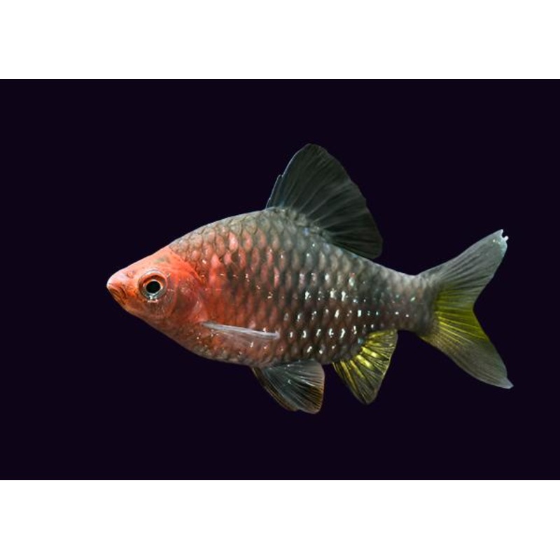 Black Ruby Barb