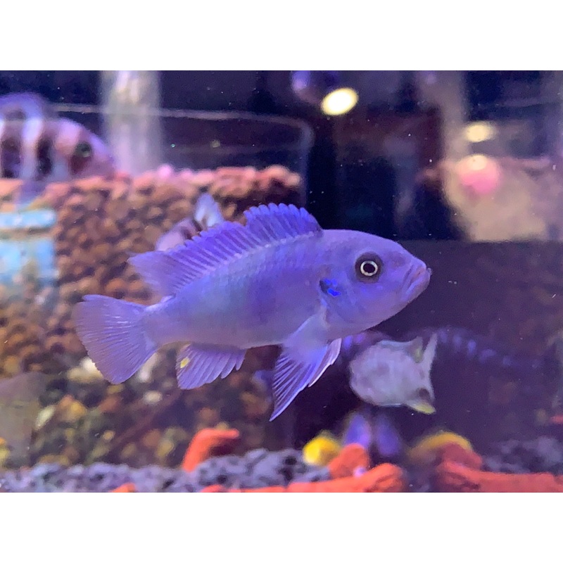 Blue Dolphin