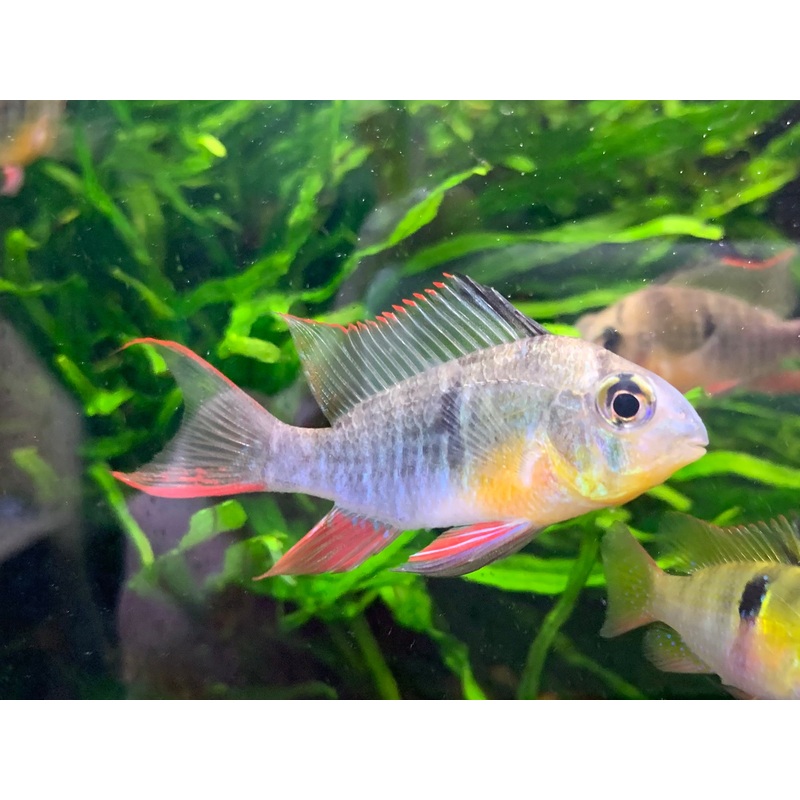 Bolivian Ram