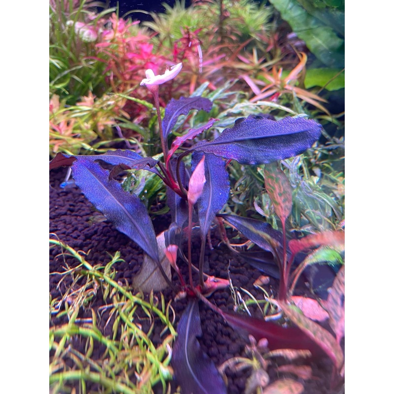 Bucephalandra Ghost 2011/2012