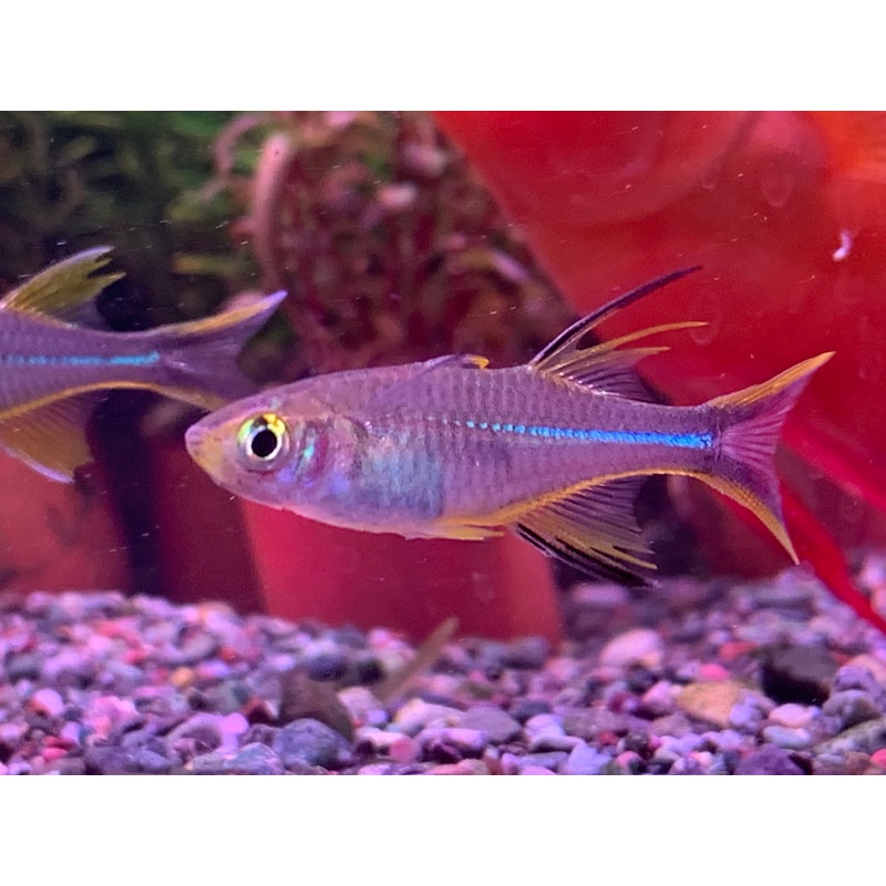 Celebes Rainbowfish