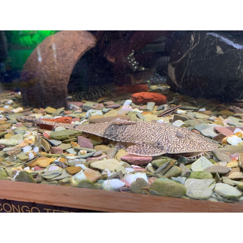 Chameleon Whiptail Catfish