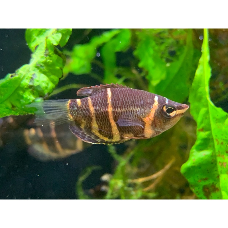 Chocolate Gourami