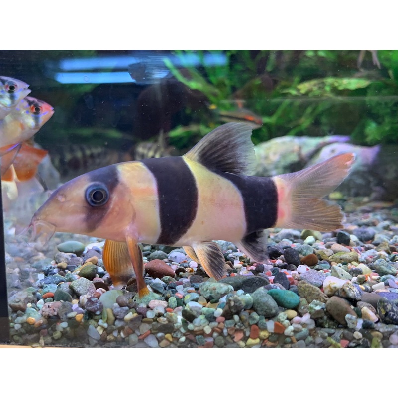 Clown Loach