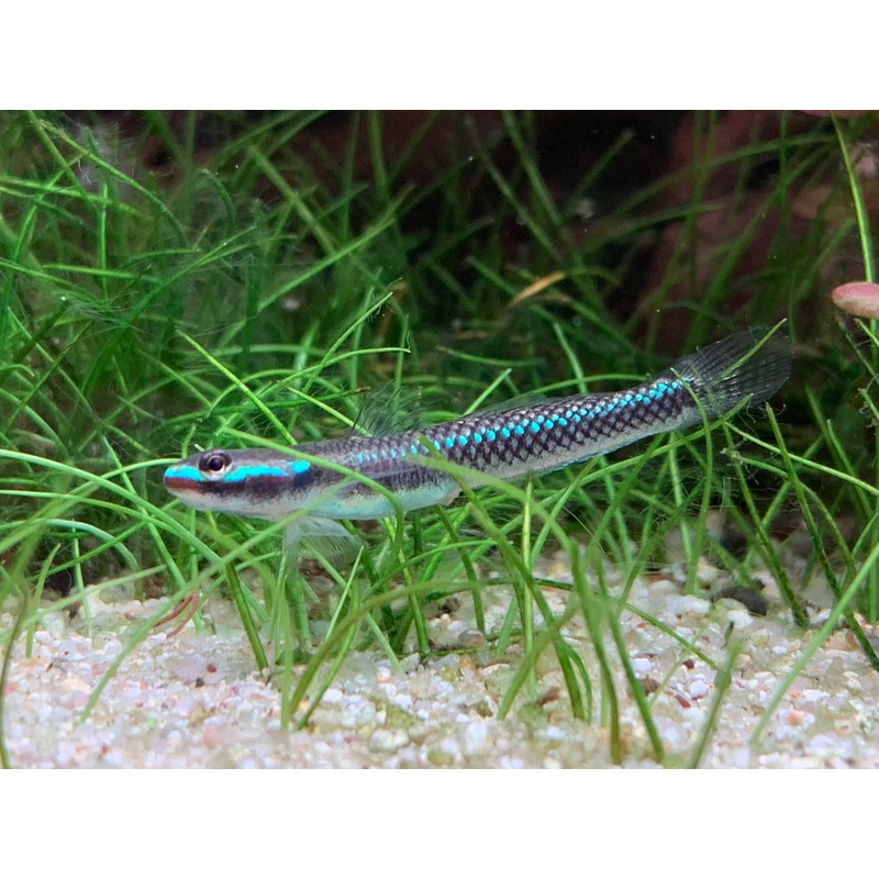 Cobalt Blue Goby