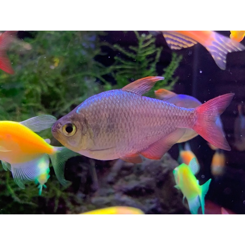 Colombian Tetra