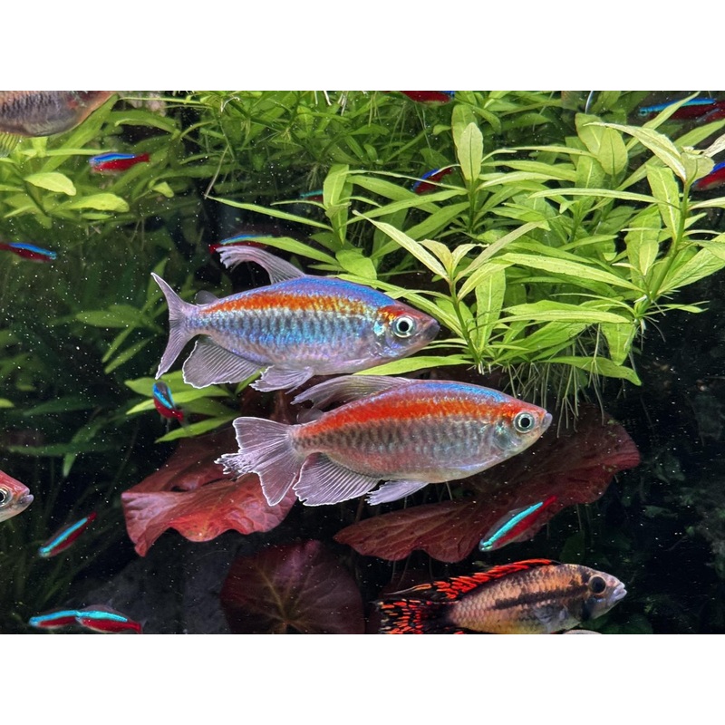 Congo Tetra (Male)