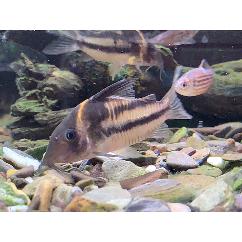 Corydoras Bifasciatus