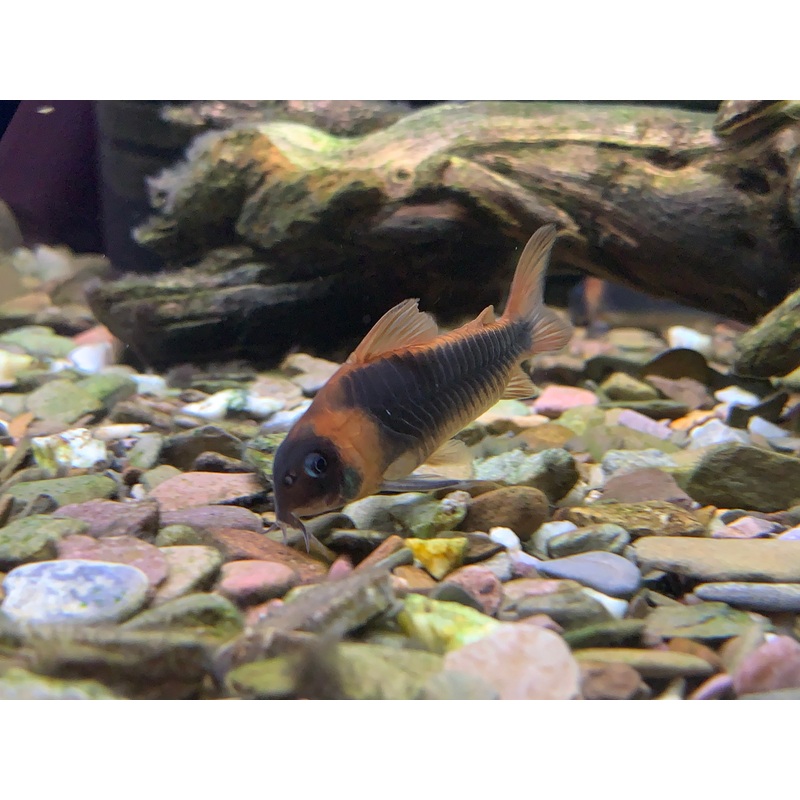 Corydoras Eques