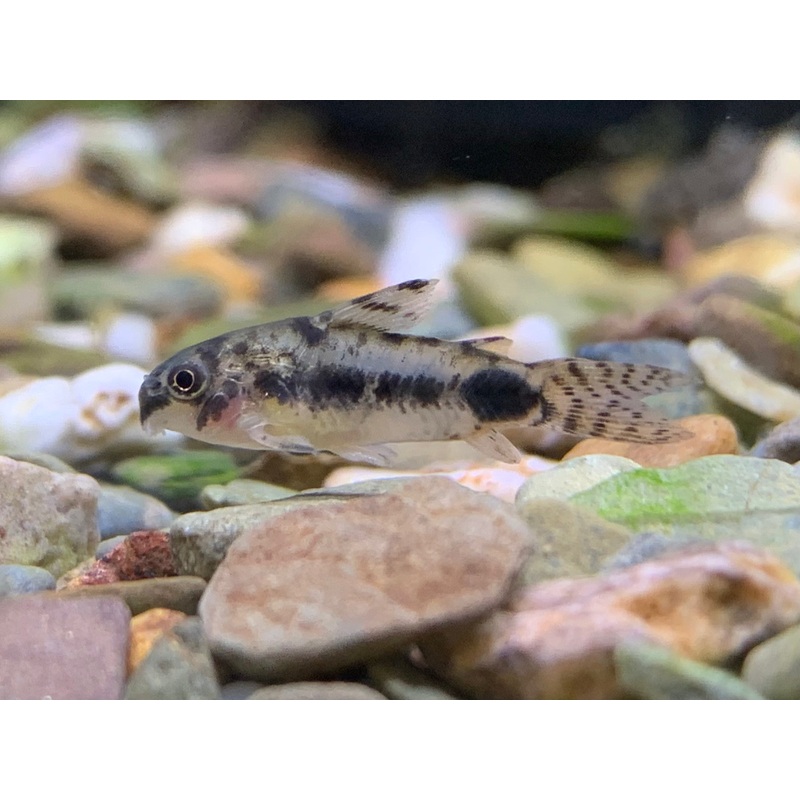 Corydoras Harbosus