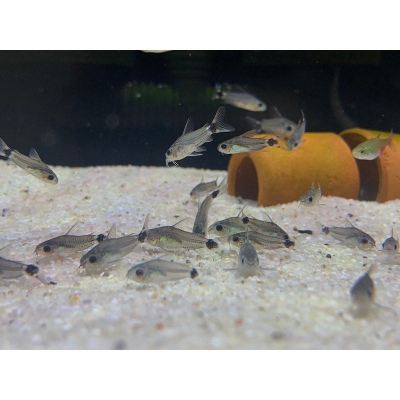 Corydoras Hastatus