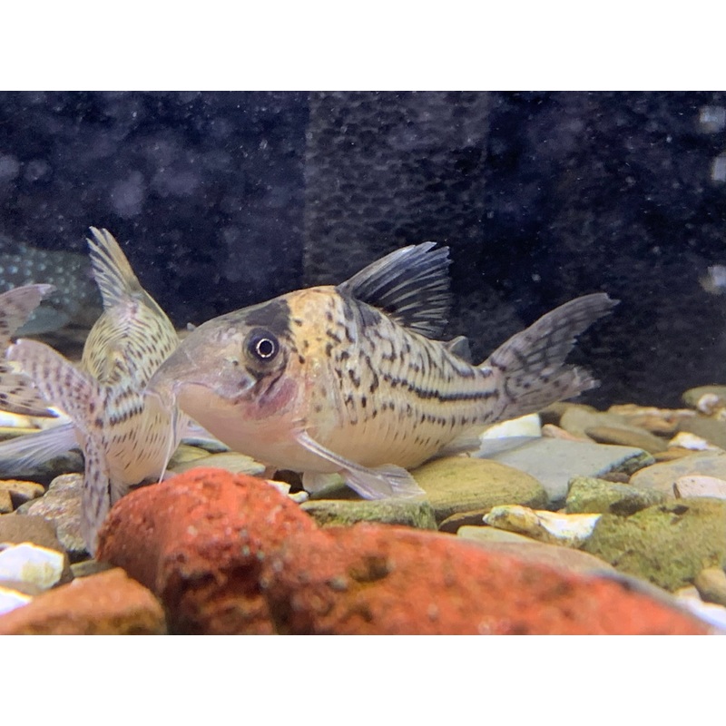 Corydoras Incolicana