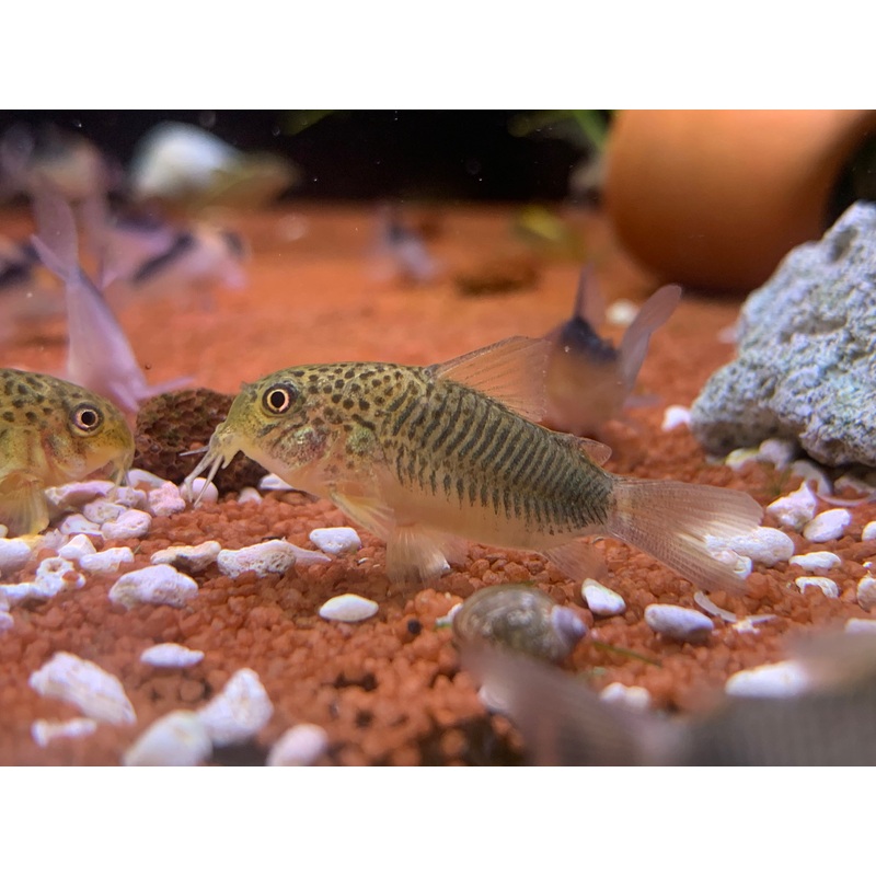 Corydoras Similis