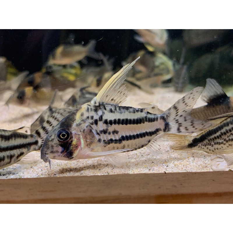 Corydoras Super Schwartzi