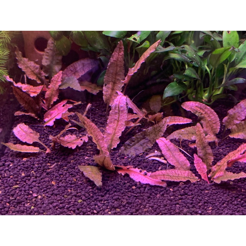 Cryptocoryne Flamingo Pink