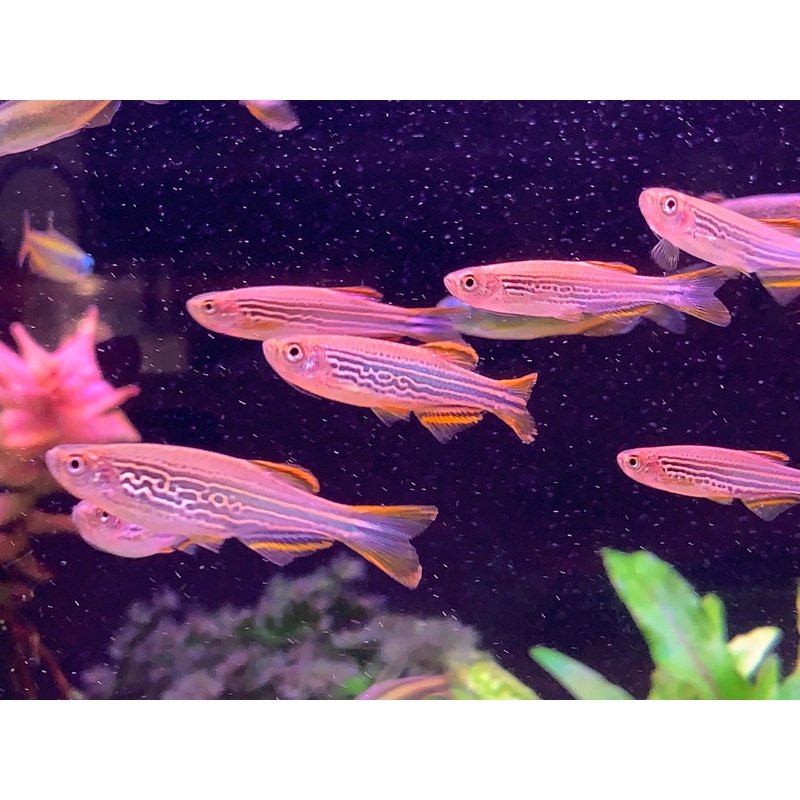 Danio Kyathit