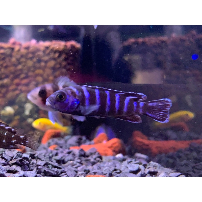 Demasoni