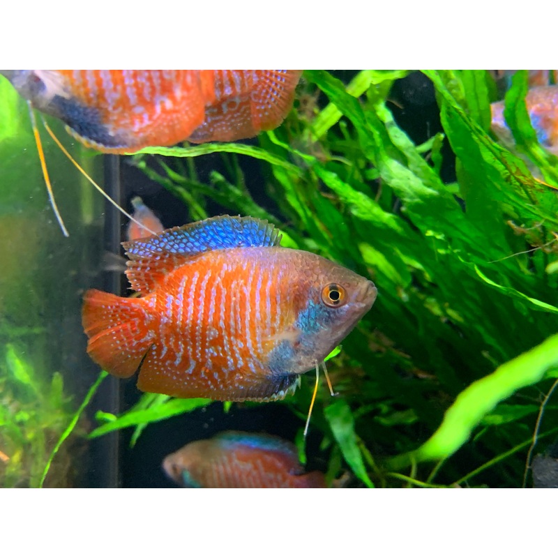 Dwarf Gourami