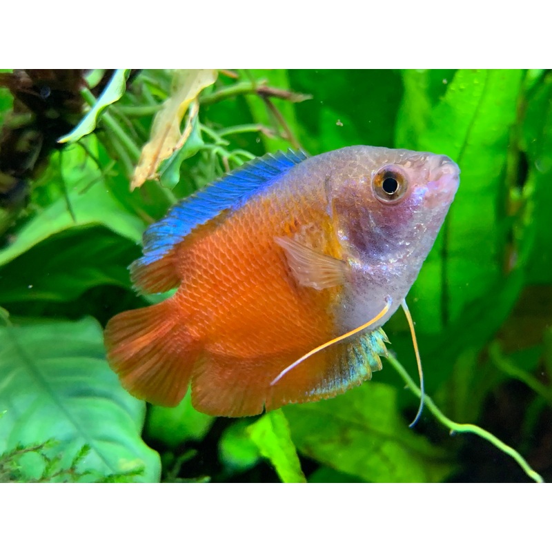 Dwarf Gourami (Red)