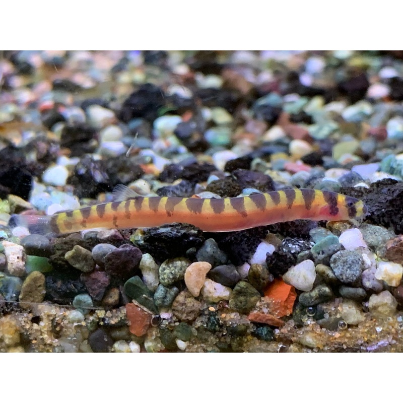 Dwarf Kuhli Loach