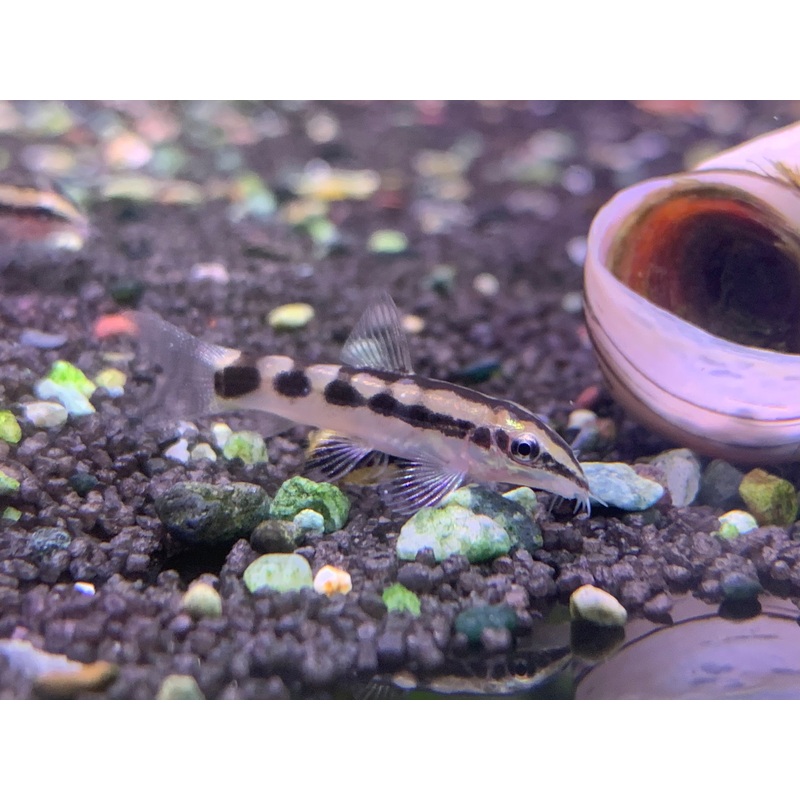 Dwarf Loach