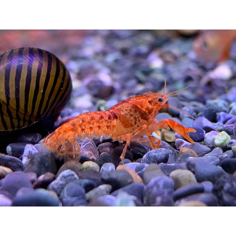 Dwarf Mexican Crayfish