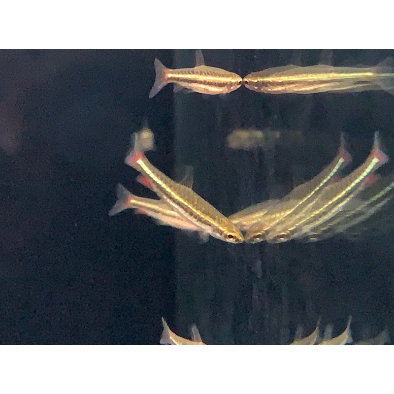 Dwarf Pencilfish