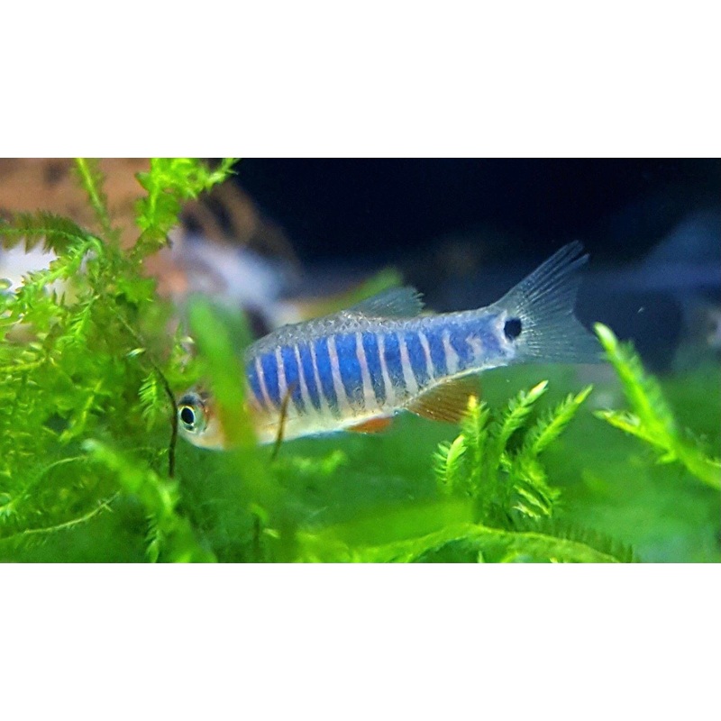 Emerald Dwarf Rasbora