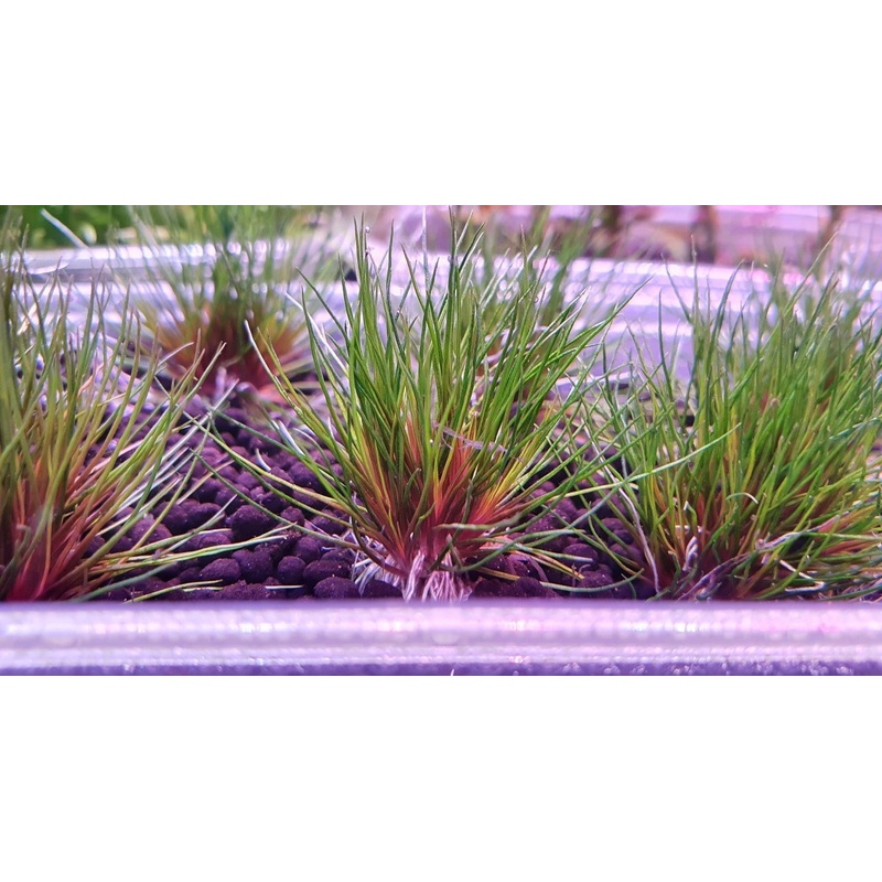 Eriocaulon Blood Vomit