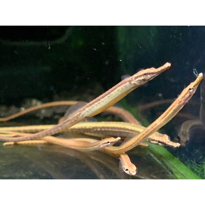 Freshwater Pipefish