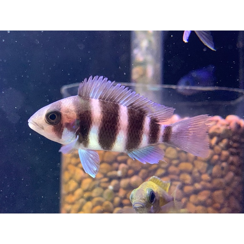 Frontosa
