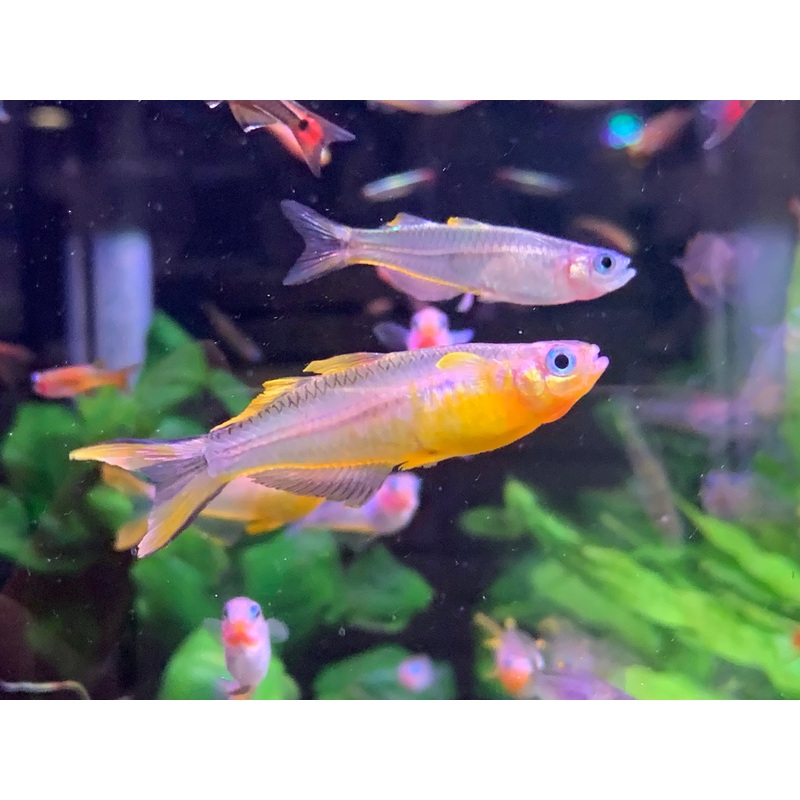 Furcata XL Pair