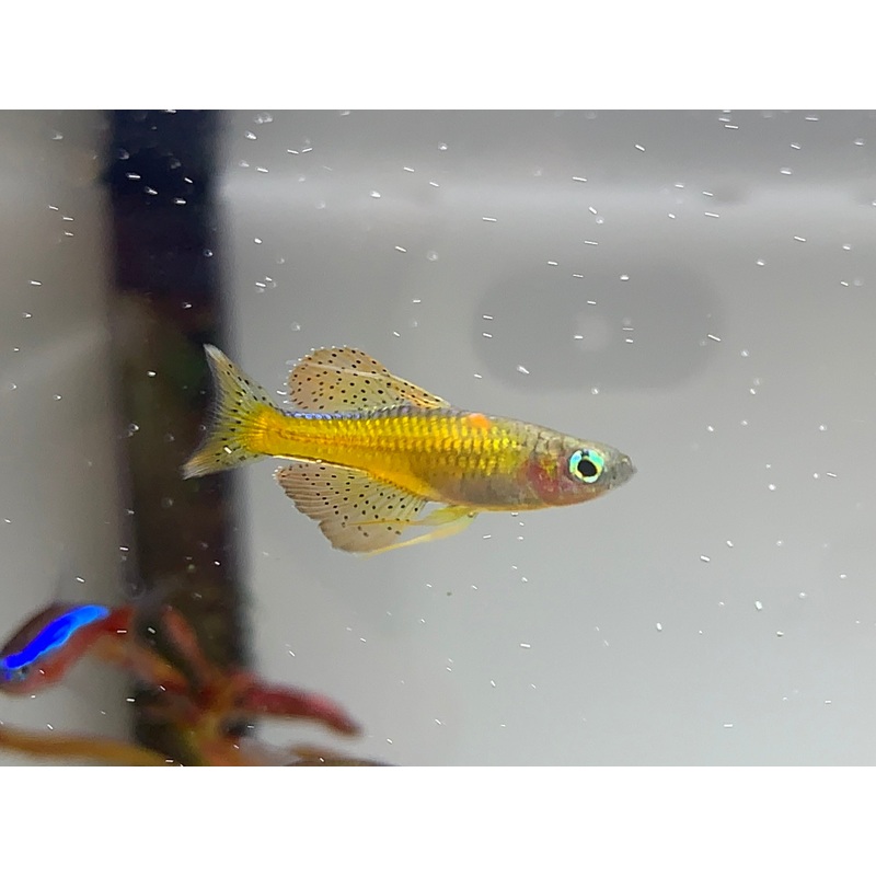 Gertrudae Rainbow Fish