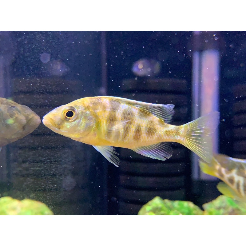 Giraffe Cichlid