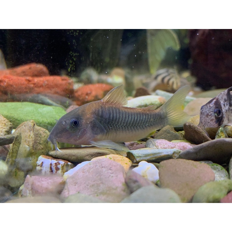 Gold Green Cory