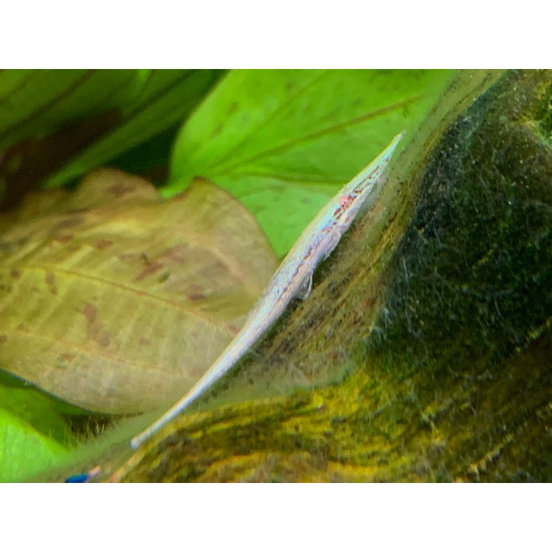 Green Dwarf Farlowella