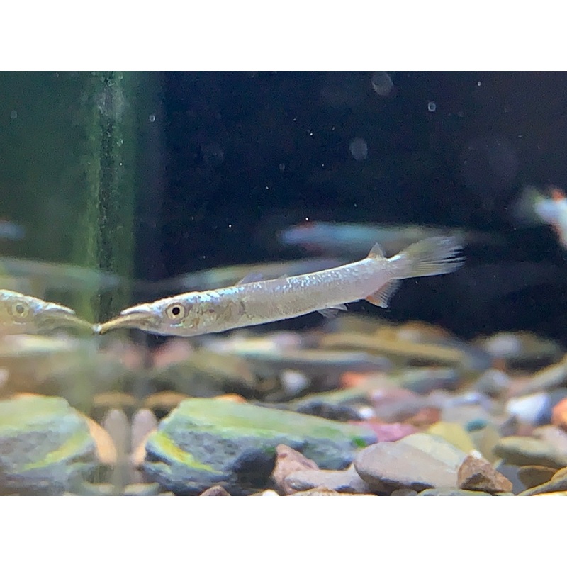 Halfbeak