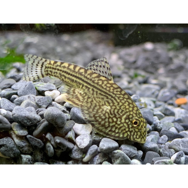 Hillstream Loach
