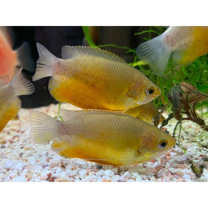 Honey Gourami