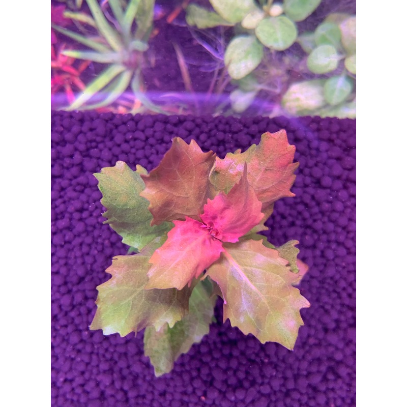 Hygrophila Difformis Pink
