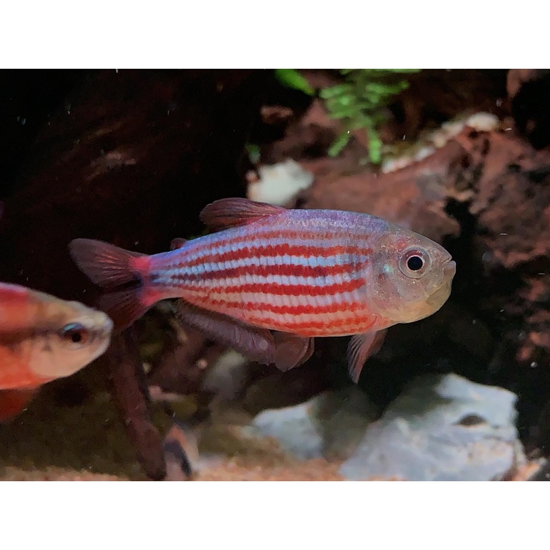 Hyphessobrycon Hexastichos