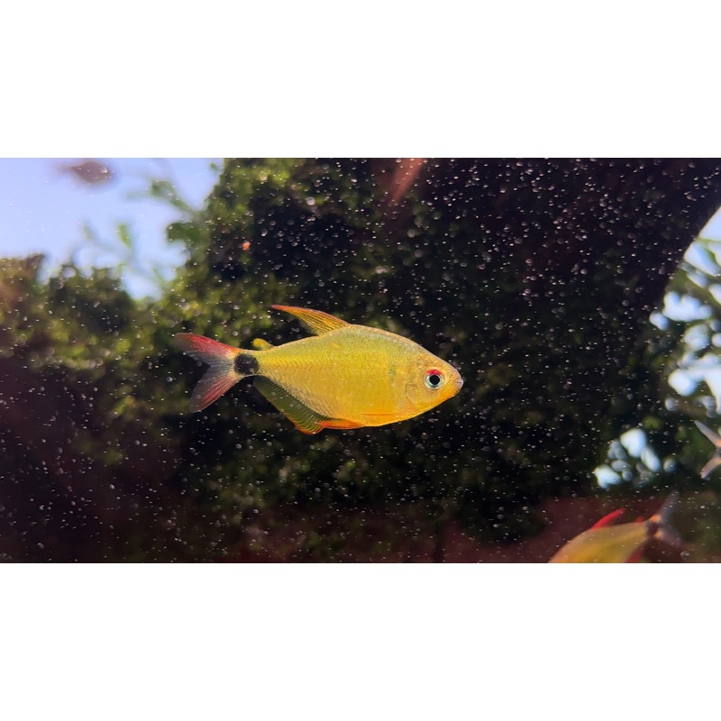 Hyphessobrycon loweae